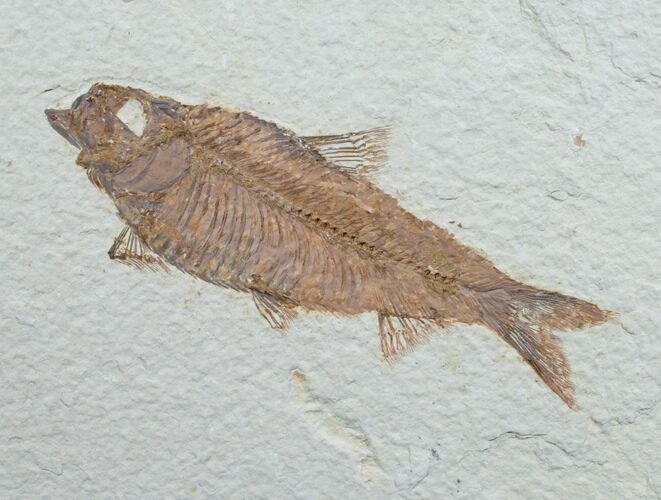 Knightia Fossil Fish - Wyoming #7597